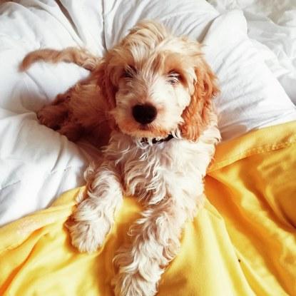 Dusty, 4 months old cockapoo 