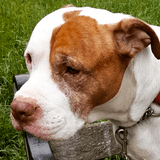 Troy avatar