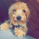 Alfie avatar