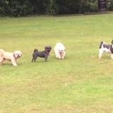 Pugley, Casper, Alfie and Lucy avatar