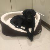 Bailey avatar