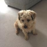 Alfie avatar