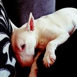 Missy avatar