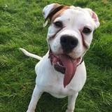 Duke avatar