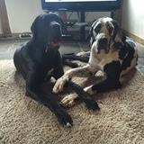 Charlie and Bella avatar