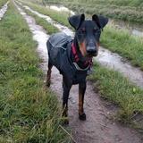 Alfie avatar