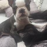 Georgie avatar
