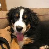 Izzie avatar