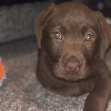 Digby avatar