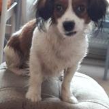 Pippin avatar
