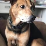 Mylo avatar