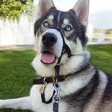 Kuma avatar