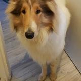 Gryffindog avatar