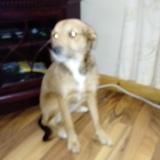 Hazel avatar