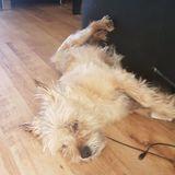 Alfie avatar