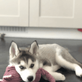 Skye avatar