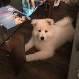 Bodhi avatar