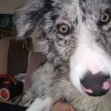 Ziggy avatar