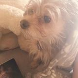Mimi avatar