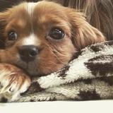 Bentley avatar