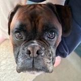 Rocco avatar