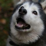 Tess avatar