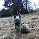Archie avatar