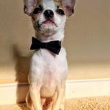 Bailey avatar