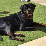 Bentley avatar