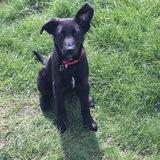 Bella avatar