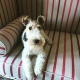 Elsie  avatar