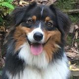 Cimba avatar