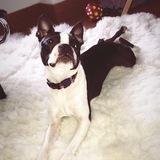 Angus avatar