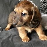 Teddy avatar