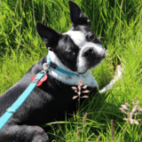 Max avatar