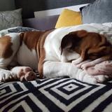 Benji avatar