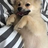 Bear avatar