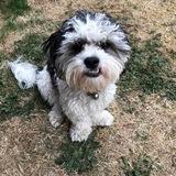 Baxter avatar