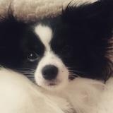 Evie avatar