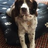 Rosie  avatar
