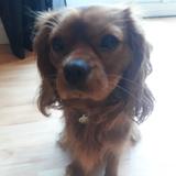 Rosco avatar