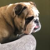 Buster  avatar