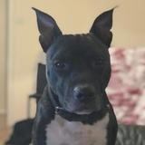 Jasper avatar