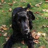 Mowgli avatar