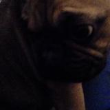 Millie avatar