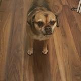Romeo avatar