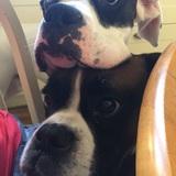 Harvey  avatar