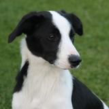Bessie avatar