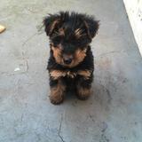 Alfie avatar