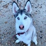 Miska avatar